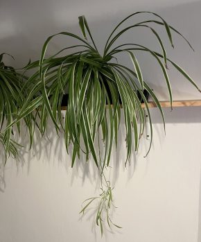 Zelenec (chlorophytum comosum) kultivar ocean - nenáročná čistička vzduchu uznaná NASA - větší rostl