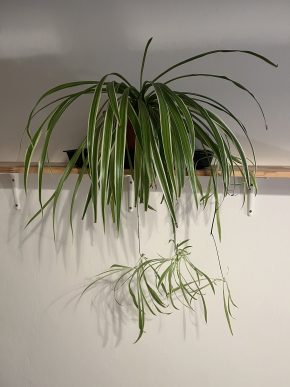 Zelenec (chlorophytum comosum) kultivar ocean - nenáročná čistička vzduchu uznaná NASA - větší rostl