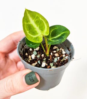 Anthurium silver blush
