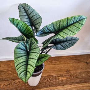 Alocasia Platinum sběratelská rostlina baby