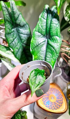Alocasia heterophylla Dragon’s breath