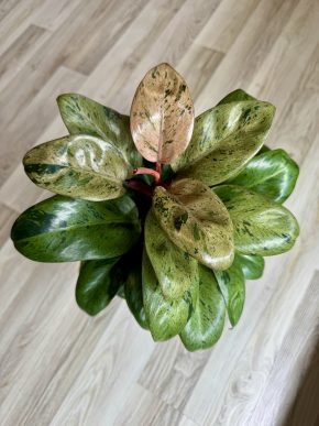 Philodendron Red Congo Dwarf