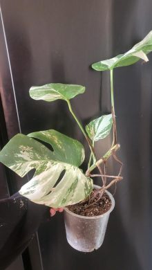 Monstera albo variegata