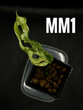 Monstera Laniata Mottled