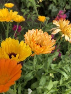 2 gramy semen měsíčku lékařského 2025