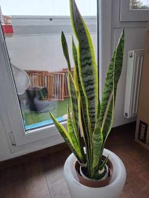 Sansevieria nebo tchynín jazyk