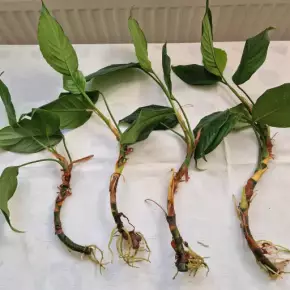 Aglaonema modestum