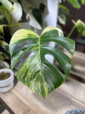 Monstera aurea A