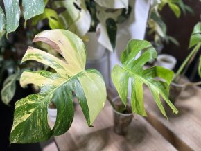 Monstera aurea C - vrchol