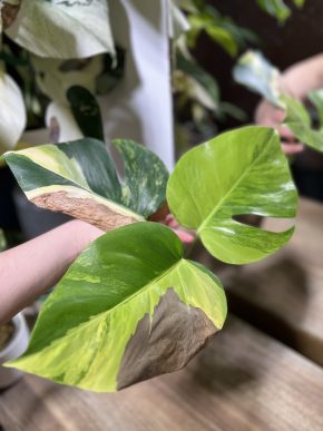 Monstera aurea D