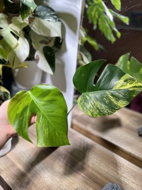Monstera aurea E