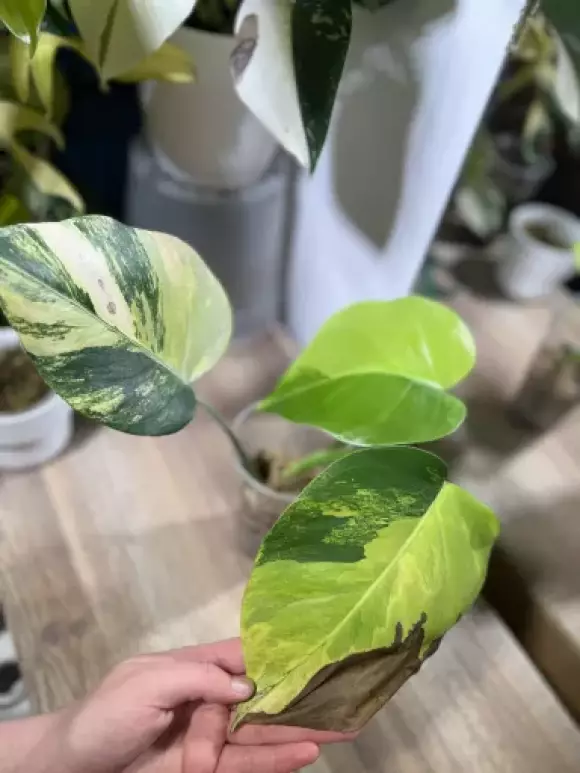 tempImagegKW8lv.webp