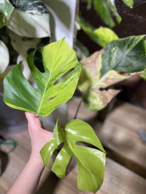 Monstera aurea H