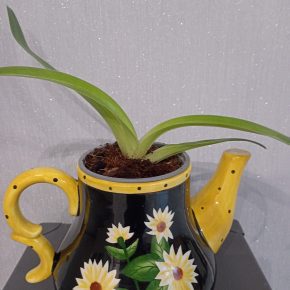 Orchidej- Prins Paphiopedilum
