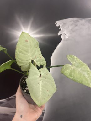 Syngonium Milk Confetti