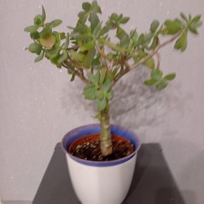 Crassula ovata