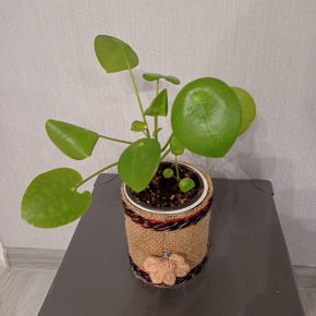 Pilea peperomioides