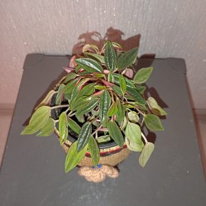 Peperomia