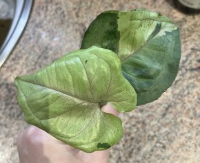 Syngonium Grey Ghost