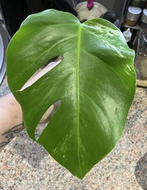 Monstera Albo