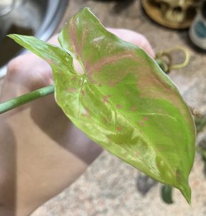 Syngonium Pink Splash Allusion