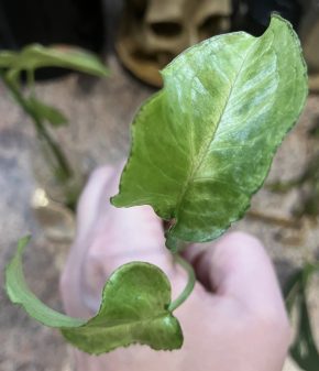 Syngonium Green Feathers