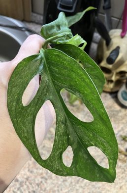 Monstera adansonnii Mint