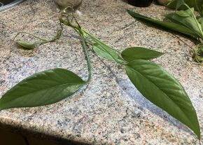 Epipremnum Cebu Blue