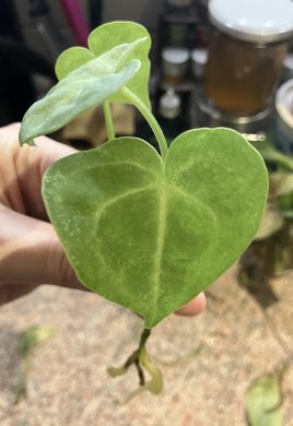 Anthurium Clarinervium