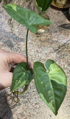 Syngonium Panda Galaxy