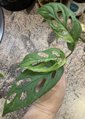 Monstera Insonesian Marble