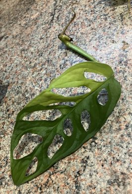 Monstera adansonnii Aurea