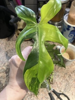 Philodendron Florida Beauty