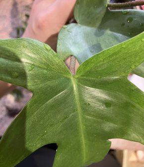 Philodendron Florida Ghost
