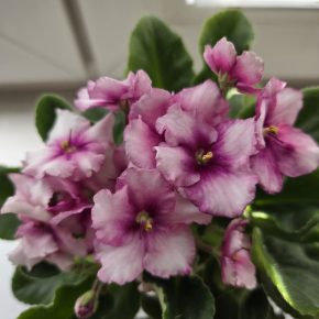 Fialka růžová + bílá, nakvétá