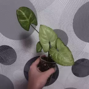 Syngonium Pixie Kopie