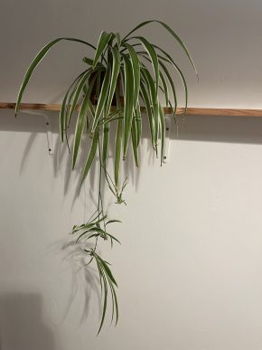 Zelenec (chlorophytum comosum) kultivar ocean - nenáročná čistička vzduchu uznaná NASA Kopie