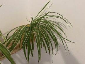 Zelenec (chlorophytum comosum) kultivar ocean - nenáročná čistička vzduchu uznaná NASA Kopie