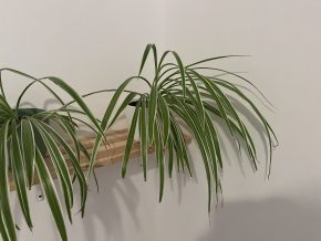 Zelenec (chlorophytum comosum) kultivar ocean - nenáročná čistička vzduchu uznaná NASA Kopie