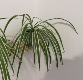 Zelenec (chlorophytum comosum) kultivar ocean - nenáročná čistička vzduchu uznaná NASA Kopie