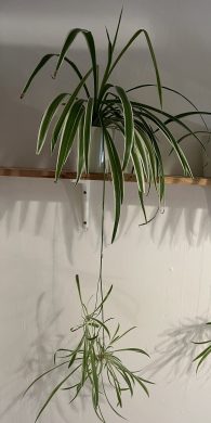 Zelenec (chlorophytum comosum) kultivar ocean - nenáročná čistička vzduchu uznaná NASA Kopie