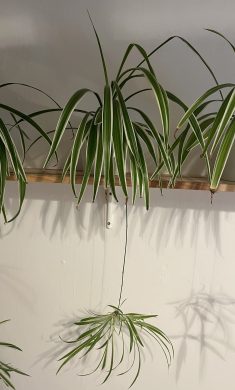 Zelenec (chlorophytum comosum) kultivar ocean - nenáročná čistička vzduchu uznaná NASA Kopie