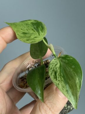 Philodendron hederaceum variegata