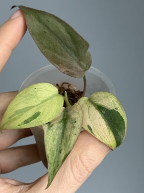 Philodendron micans Mint variegata
