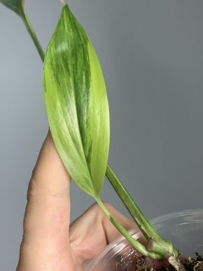 Epipremnum amplissimum Aureum variegatum