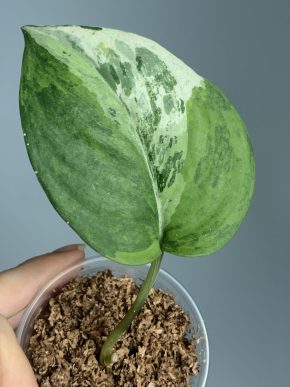 Scindapsus Marble tricolor