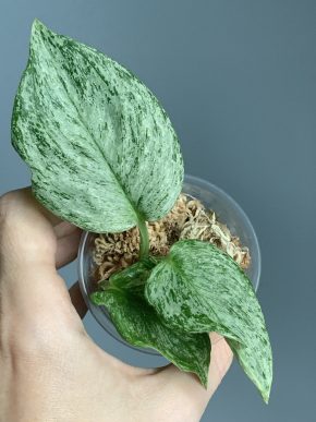 Scindapsus Silverdale