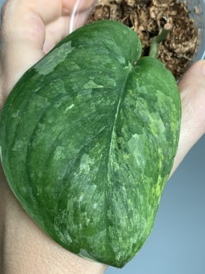 Scindapsus Silver Cloud Tricolor