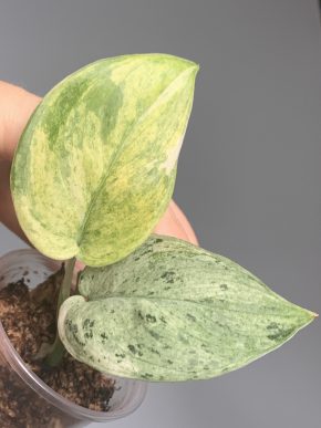 Scindapsus jade satin Marble var.