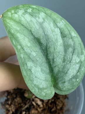 Scindapsus Las Capas